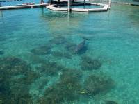 dolphin 14 